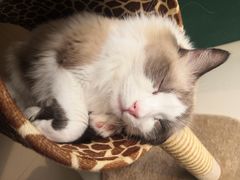 -飞行喵MR PILOT|猫舍·猫咖(静安大融城店)