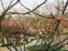 -重庆彩云湖湿地公园