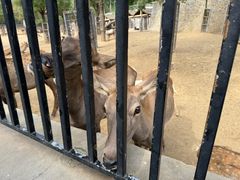 -石家庄市动物园