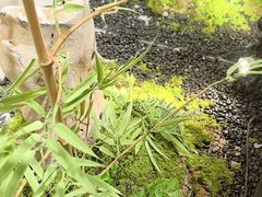 -绿茶餐厅(淮安吾悦广场店)