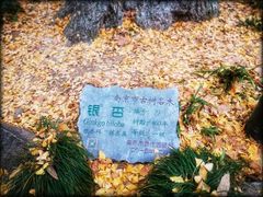 -灵谷景区