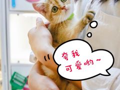 -lincat·猫舍(广州店)