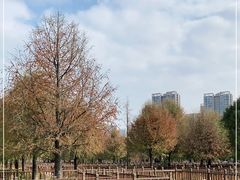 -五缘湾湿地公园