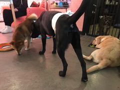 -百好乐宠物友好餐厅(朝外大街店)