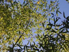 -咸宁万豪温泉谷度假区