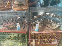 -保定市花鸟鱼虫市场