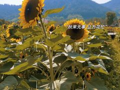 -径山花海