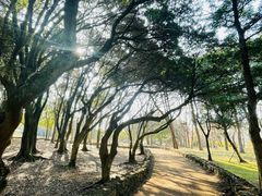 -汉拿树木园