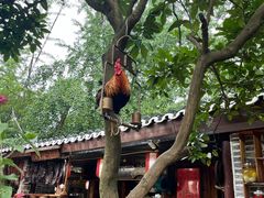 -青城甲(青城山店)