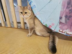 -柴迷FANS CLUB·柴犬狗咖·猫咖