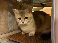 -中农大我爱我爱动物医院·核磁CT·猫病·24小时夜诊中心(石佛营店)