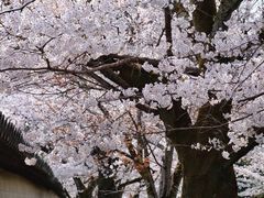 -醍醐寺