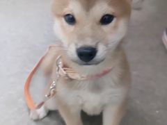 -安安宠医·安宠宠物医院