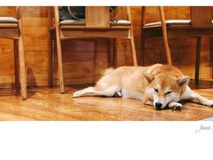 -柴务处·柴犬主题狗咖