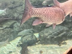 -上海海洋水族馆