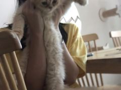 -楼上猫咖(罗湖店)