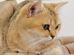 -共舞时光猫咖·狗咖(新街口店)