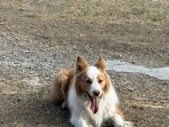 -小意思咖啡店(草桥店)