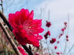 -桃花涧