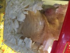 吃货椰子冻-志龙皇冠吃货椰子铺