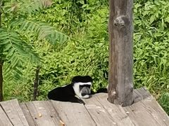 -大连森林动物园