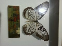 android_upload_pic-上海昆虫博物馆