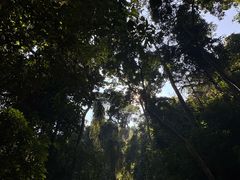 -西双版纳原始森林公园