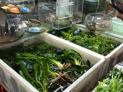 -万商花鸟市场