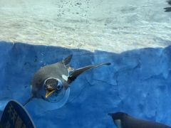 -海合安成都极地海洋公园