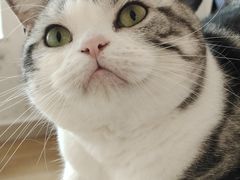 -有喵·猫咖·狗咖·30几只猫10只小狗(岗厦店)