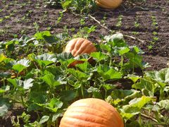 -中国天府农业博览园