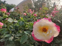 -人民公园(罗湖区)