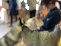 -Husky Go! 哈士奇体验馆·宠物咖啡厅狗咖