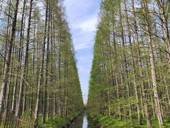 -东平国家森林公园