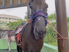 -灵玲国际马戏城