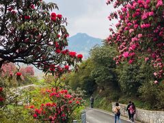 -贵州百里杜鹃风景名胜区