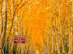 -沈灶河豚宴·河豚融合餐厅(汉中路店)