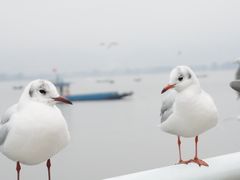 -海埂大坝