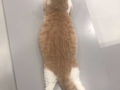 门面-糯米喵星人·撸猫猫舍咖啡馆(西市场嘉华店)