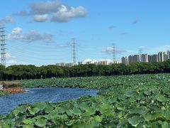 -荷塘月色湿地公园·向阳花洲