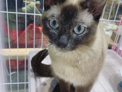 -藏猫猫咖啡主题馆(中央大道店)