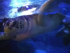 -烟台海昌鲸鲨海洋公园