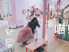 -70cat德文卷毛猫·缅因猫纯种猫舍