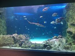 -悉尼海洋生物水族馆