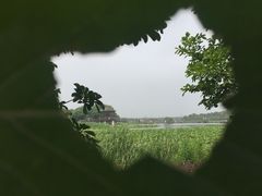 -荷塘月色湿地公园·向阳花洲