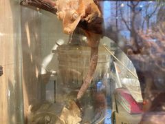 -酷以爬仙阁实体爬宠店·守宫·蜥蜴·专业繁育