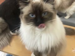 -鼓捣猫呢主题猫咖店