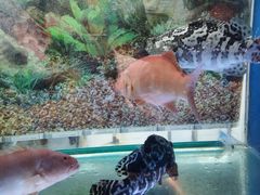 -辉哥火锅(虹桥路店)