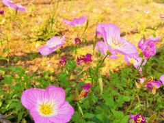 -白鹭湾湿地公园