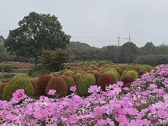 -花开海上生态园